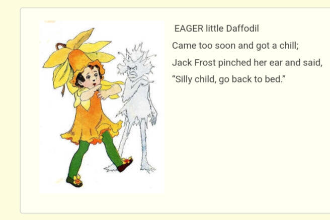 ㅤㅤㅤㅤ ㅤㅤㅤㅤ ㅤ“Daffodil”