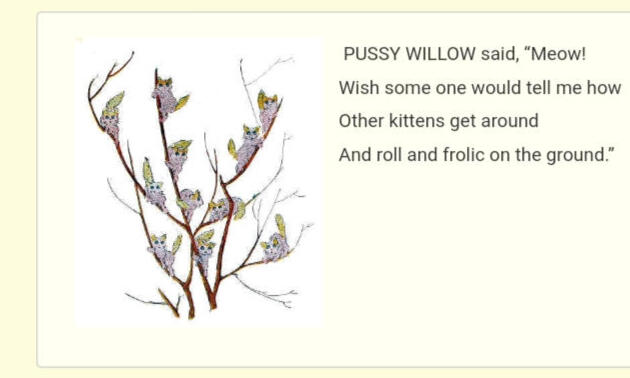 ㅤㅤㅤㅤ ㅤㅤㅤ“Pussy Willow”