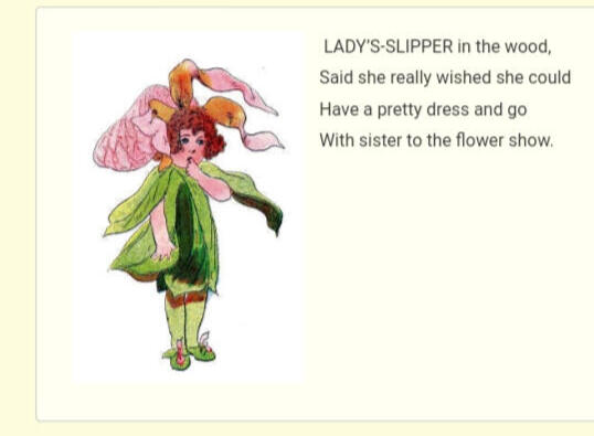 ㅤㅤㅤㅤ ㅤ ㅤ“Lady’s-Slipper”