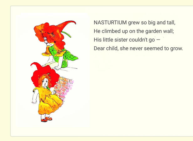 ㅤㅤㅤㅤ ㅤㅤㅤㅤ“Nasturtium”