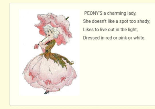 ㅤㅤㅤㅤ ㅤㅤㅤㅤㅤㅤ“Peony”
