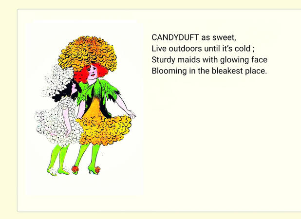 ㅤㅤㅤㅤ ㅤㅤㅤㅤ“Candytuft”
