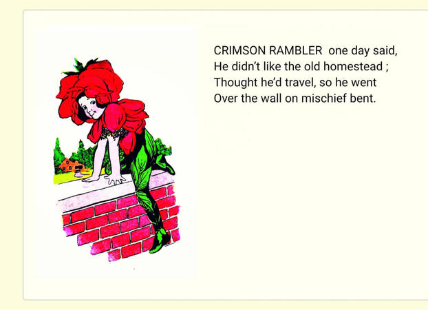 ㅤㅤㅤㅤ “Crimson-Rambler”