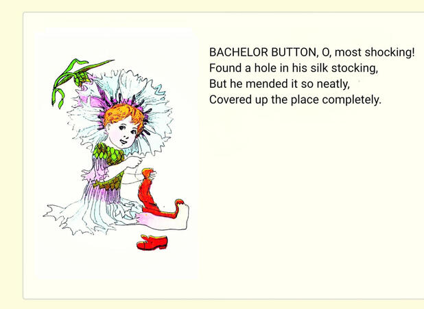 ㅤㅤ ㅤㅤㅤ“Bachelor-Button”